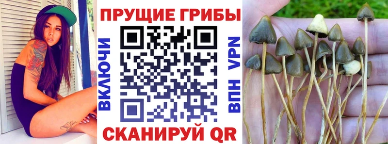 Псилоцибиновые грибы Psilocybe  цены   omg зеркало  Балахна 